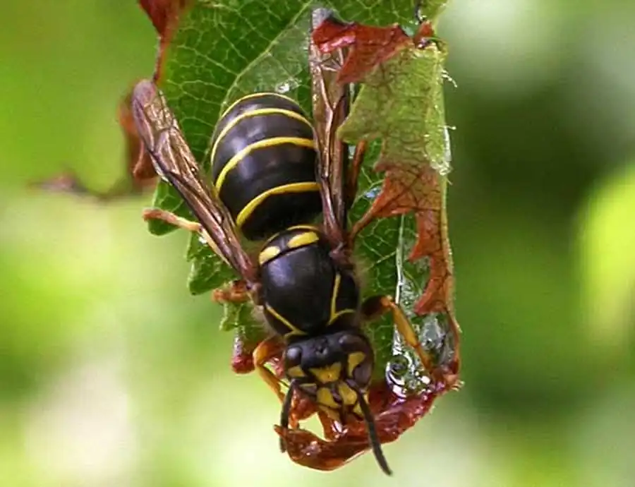 Осы-глиссеры. Часть 2