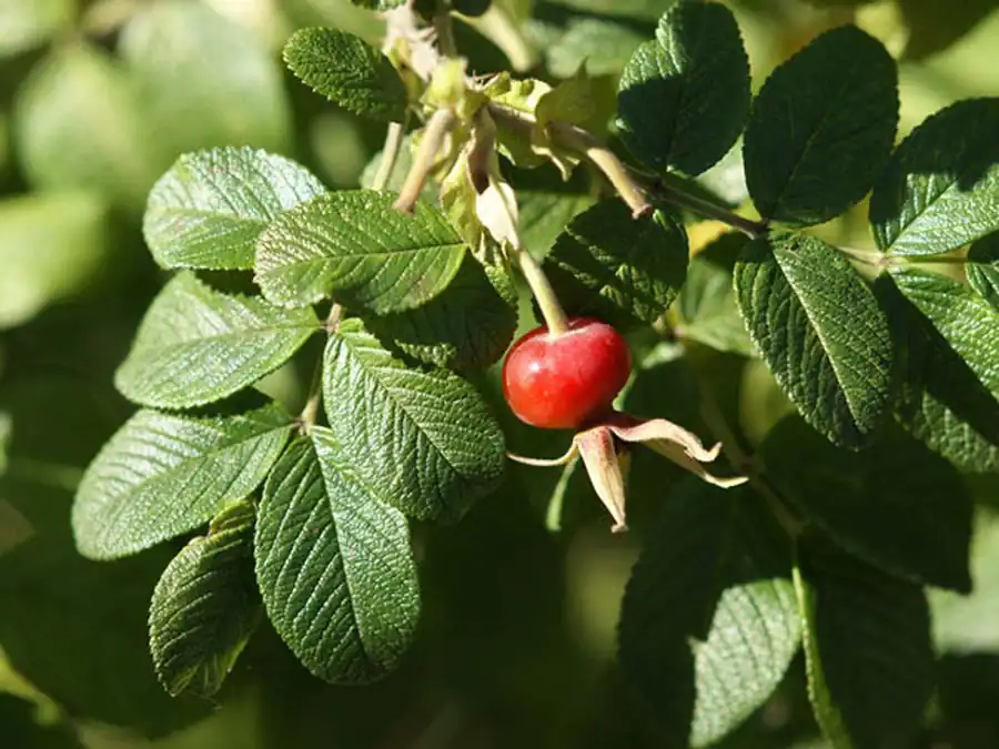 Куст шиповника
