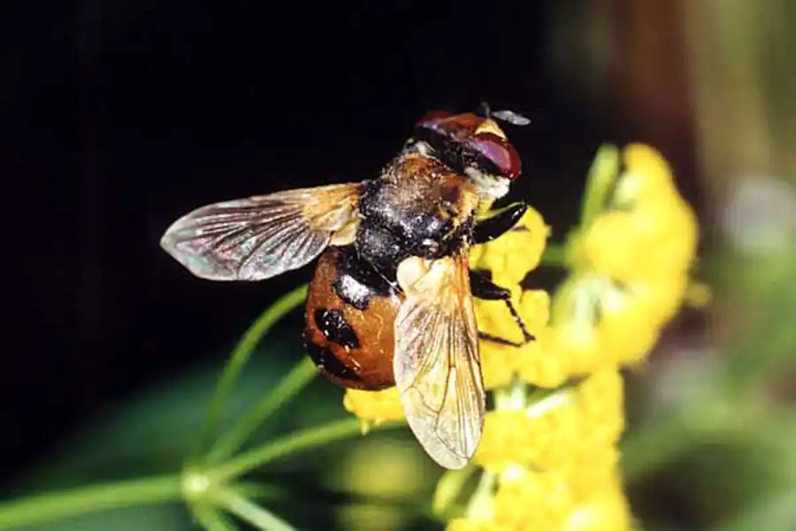 Мухи-тахины. Часть 2