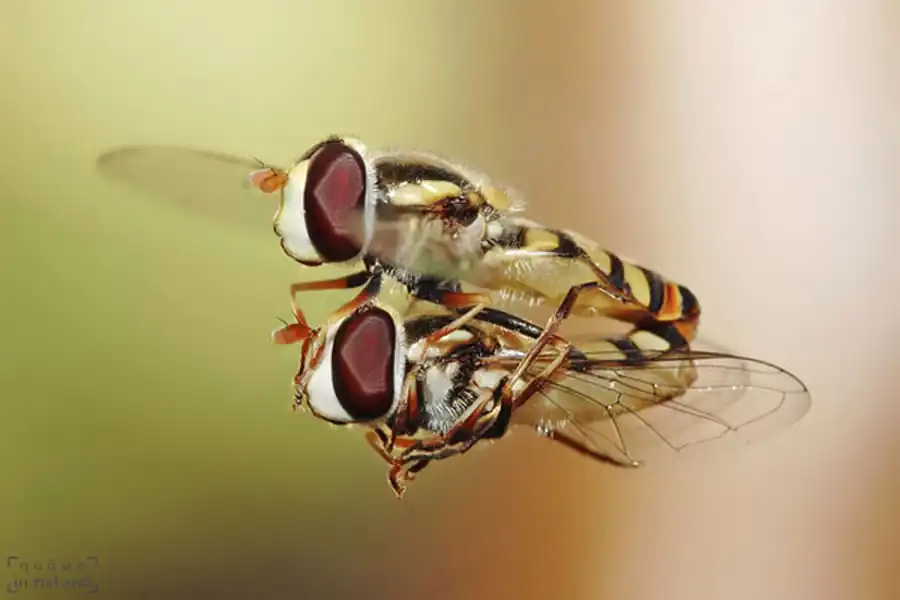 Длинное насекомое