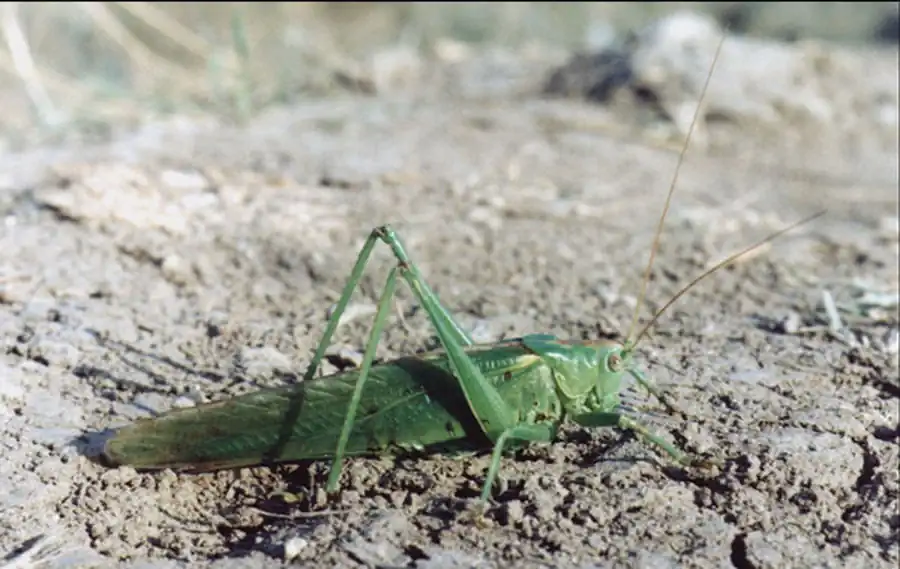 Кобылка-гомфомастакс