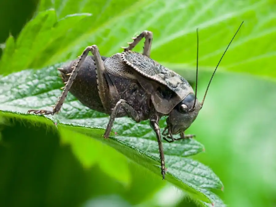 Кузнечик Onconotus laxmani