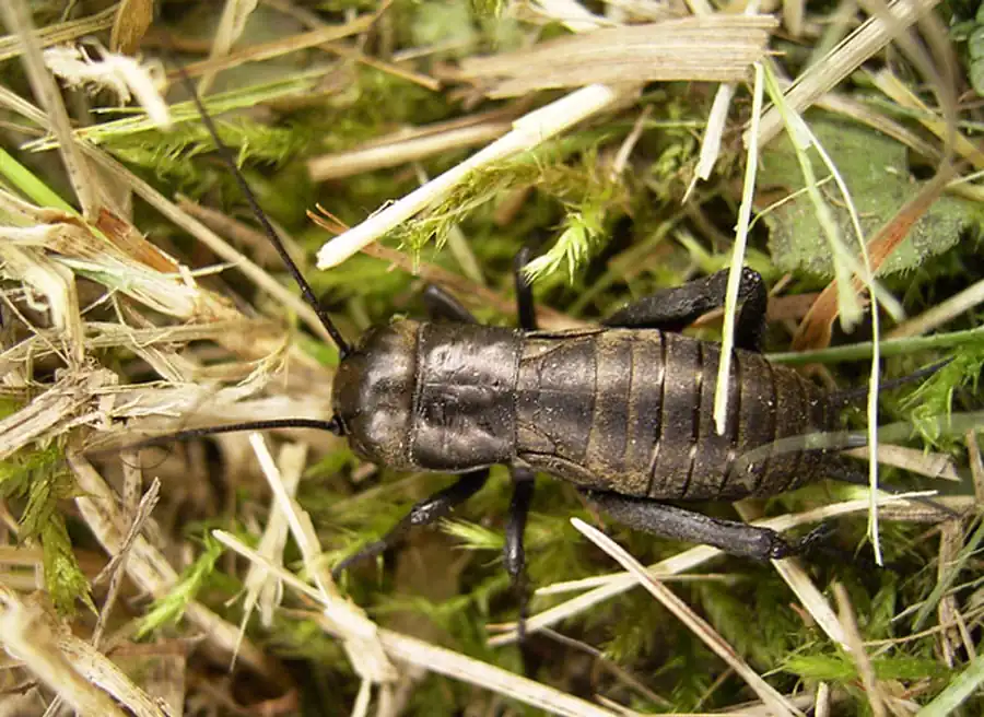 Сверчки-утопленники. Часть 2