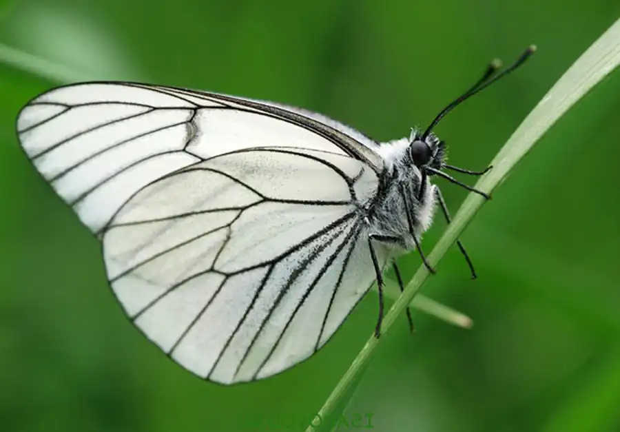 Последняя боярышница