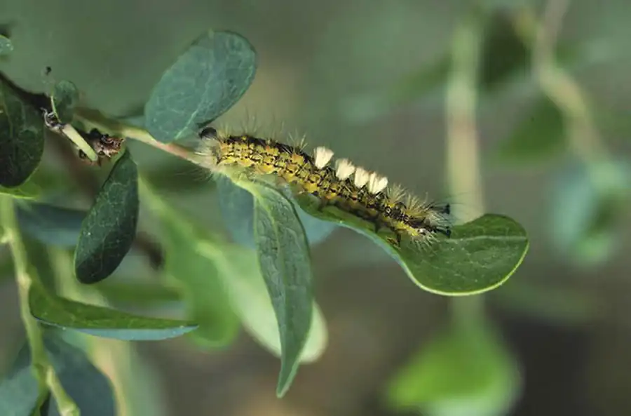 Гусеницы на каменном острове. Часть 2