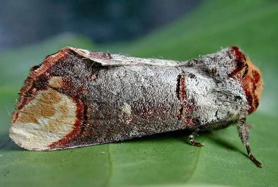 Лунка серебристая