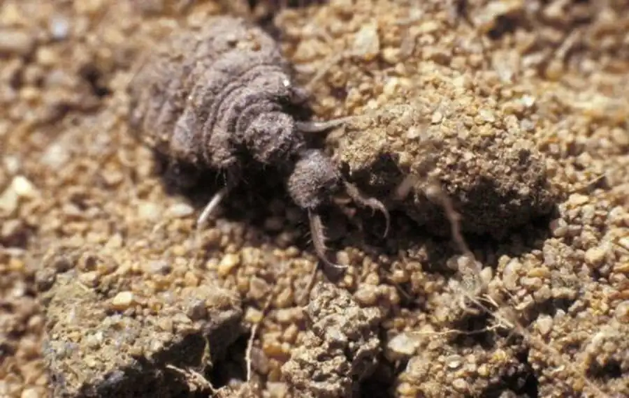 Муравьиный лев в сухой пустыне. Часть 2 Муравьиный лев в сухой пустыне. Часть 2