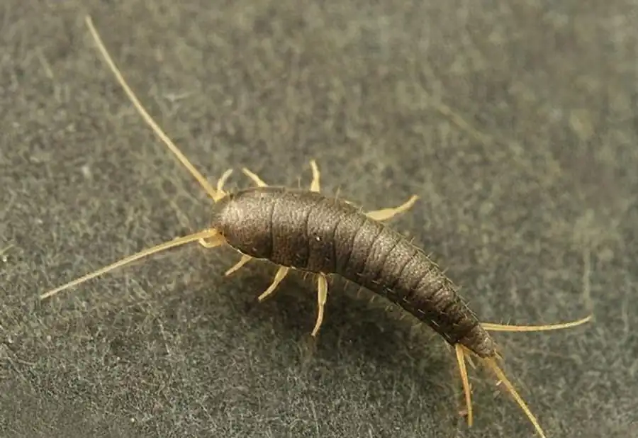 Зимние насекомые Зимние насекомые