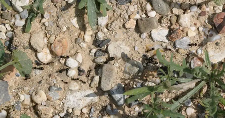 Кто и как роет песок. Часть 2 Кто и как роет песок. Часть 2