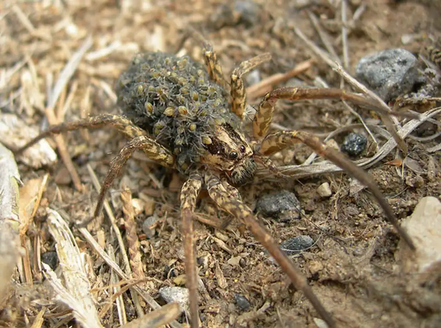 Закон расселения насекомых. Часть 2 Закон расселения насекомых. Часть 2