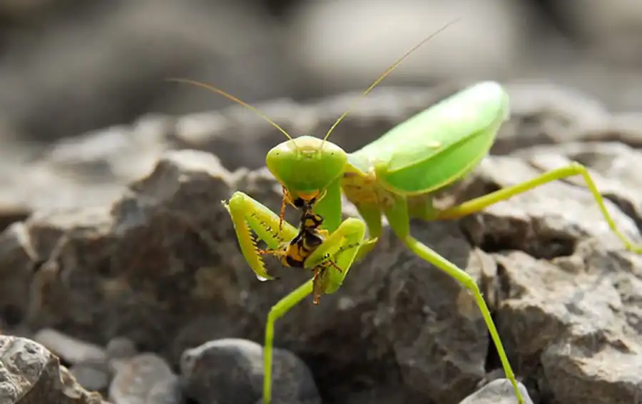 Оса, богомол и муравей