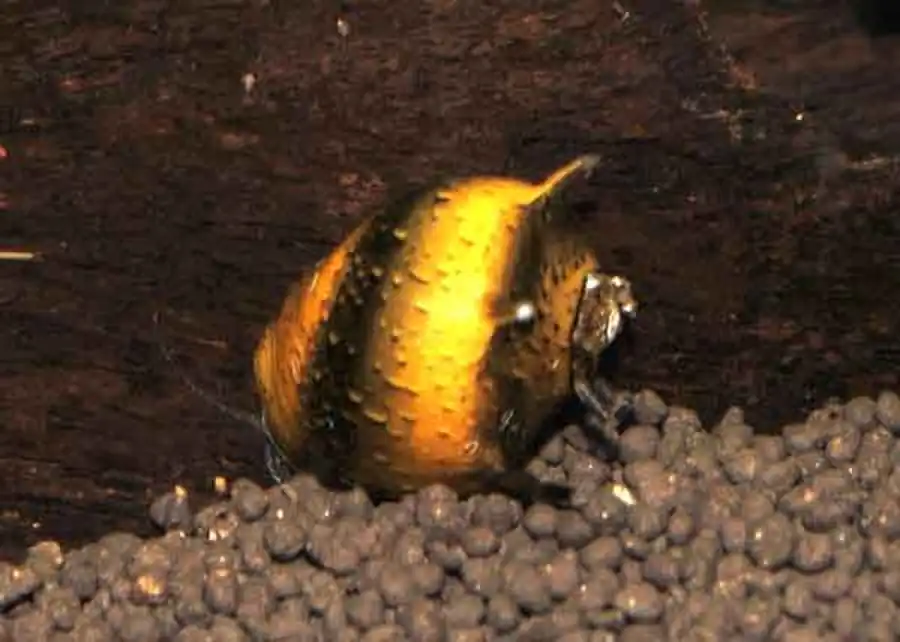 Морфология размножения некоторых моллюсков семейства Neritidae