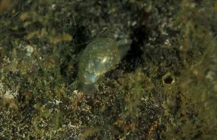 Строение половой системы Theodoxus fluviatilis