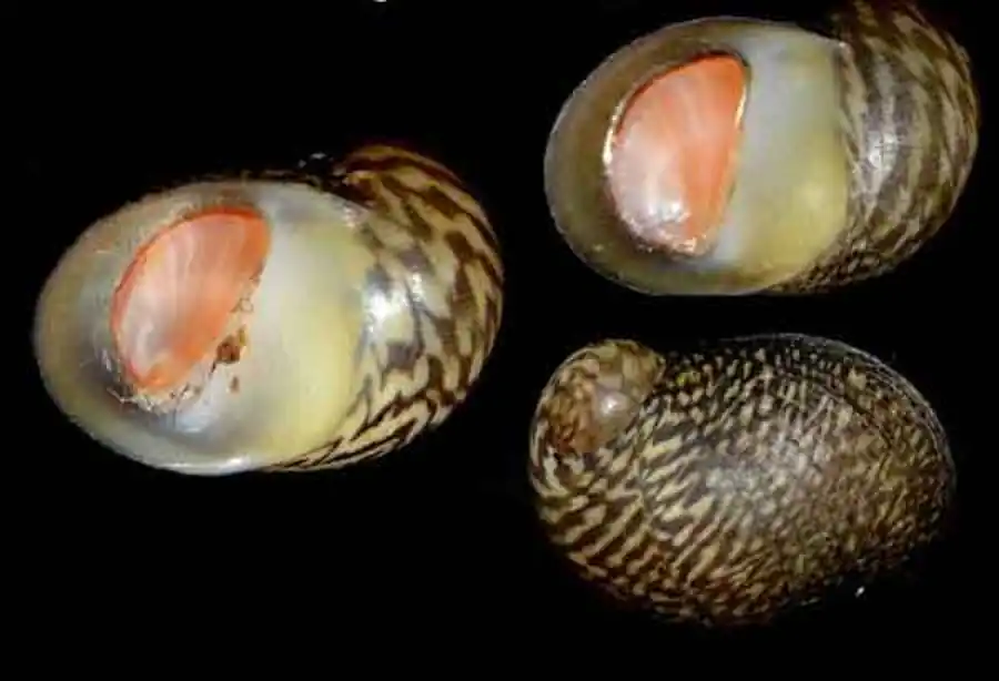 Железистые клетки капсульные железы Theodoxus fluviatilis