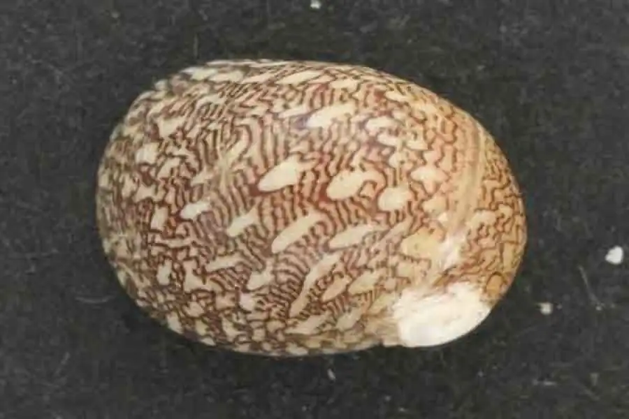 Яйцевые капсулы Theodoxus fluviatilis