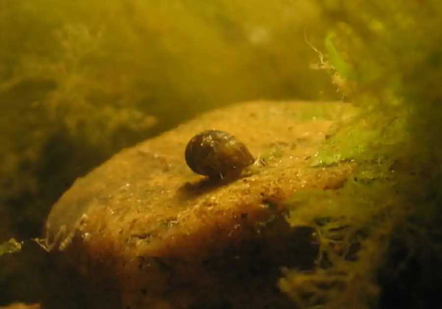Развитие зародышей Theodoxus fluviatilis