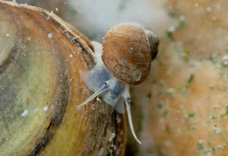 Морфология размножения некоторых моллюсков семейства Lithoglyphidae