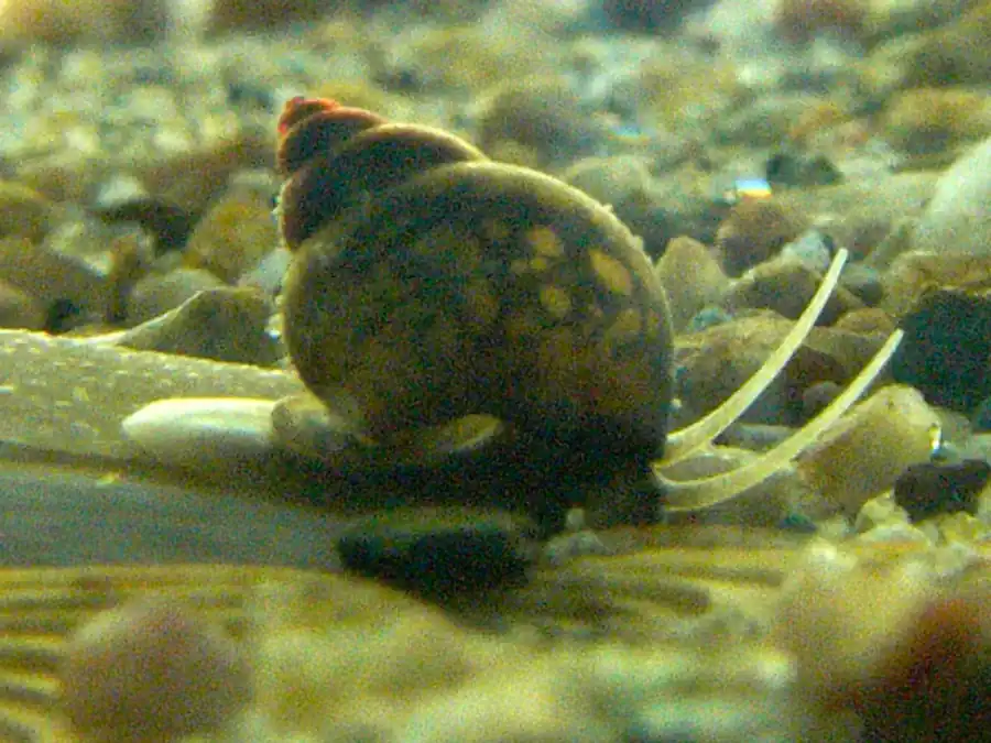 Половой придаток у Lithoglyphus naticoides