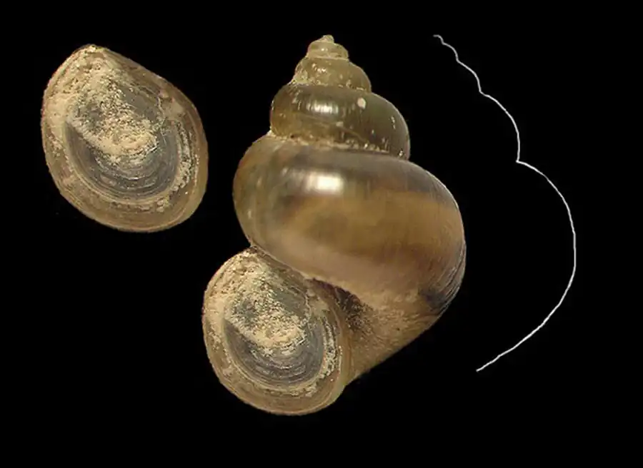 Овогенез Lithoglyphus naticoides