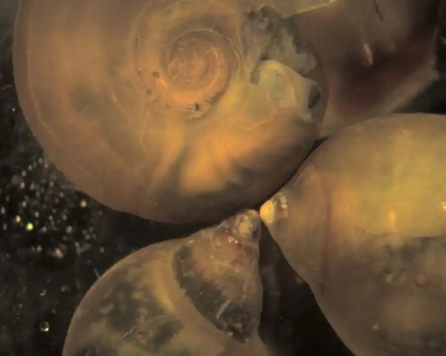 Копулятивная сумка Lithoglyphus naticoides