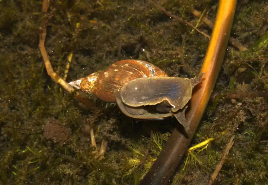 Яйцевая капсула Lithoglyphus naticoides
