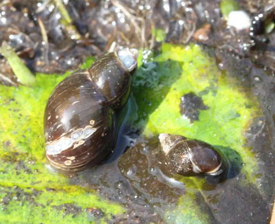 Морфология размножения некоторых моллюсков семейства Bithyniidae