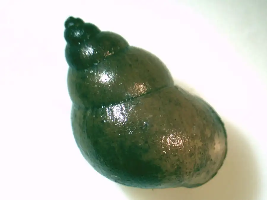 Семенники Bithynia tentaculata