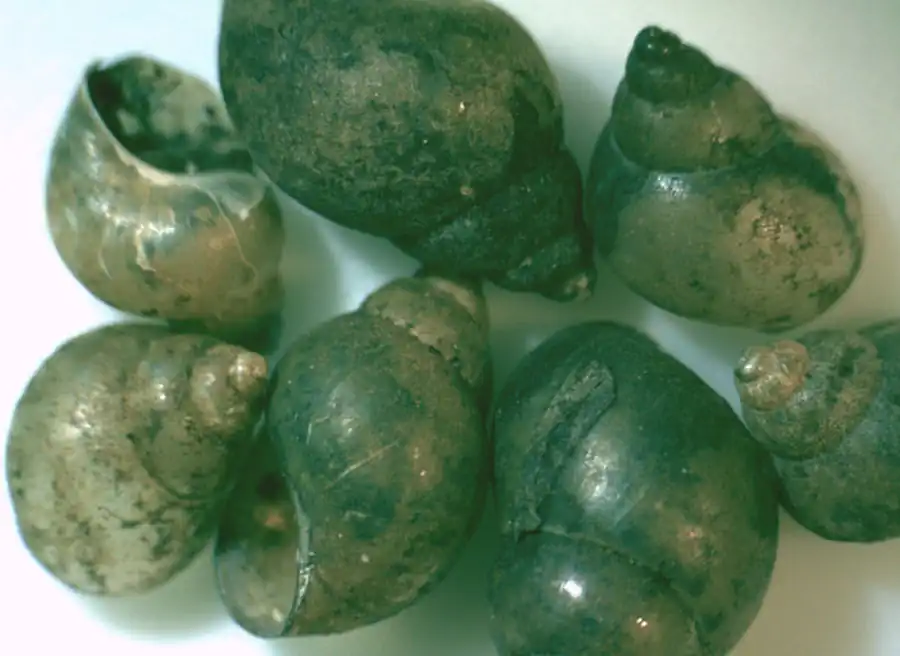 Копулятивный аппарат Bithynia tentaculata