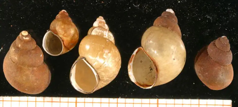 Развитие ооцисты Bithynia tentaculata