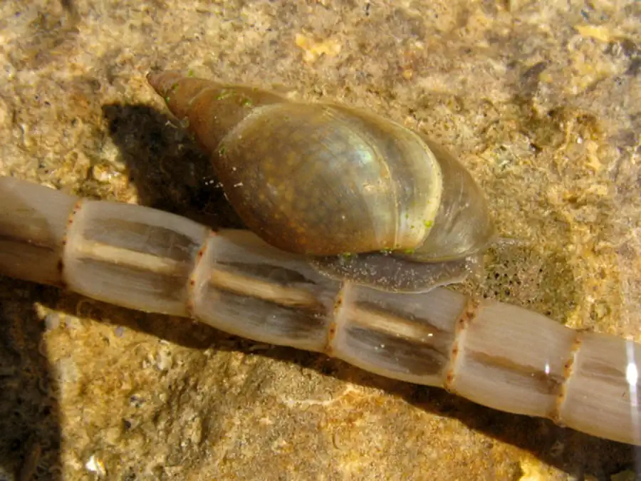 Морфология кладок яиц моллюсков семейства Bithyniidae