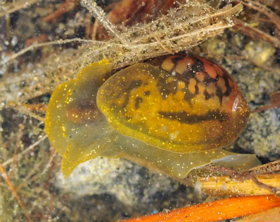 Кладки различных видов Bithyniidae