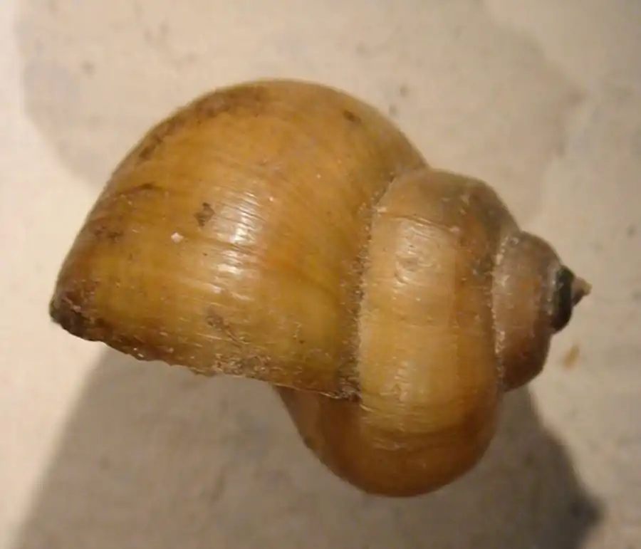 Размножение моллюсков семейства Valvatidae