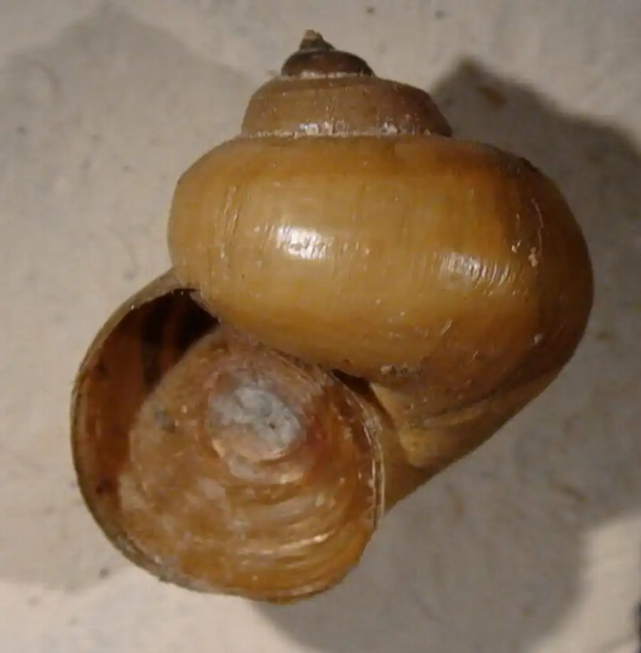 Функциональная морфология половой системы моллюсков Valvatidae