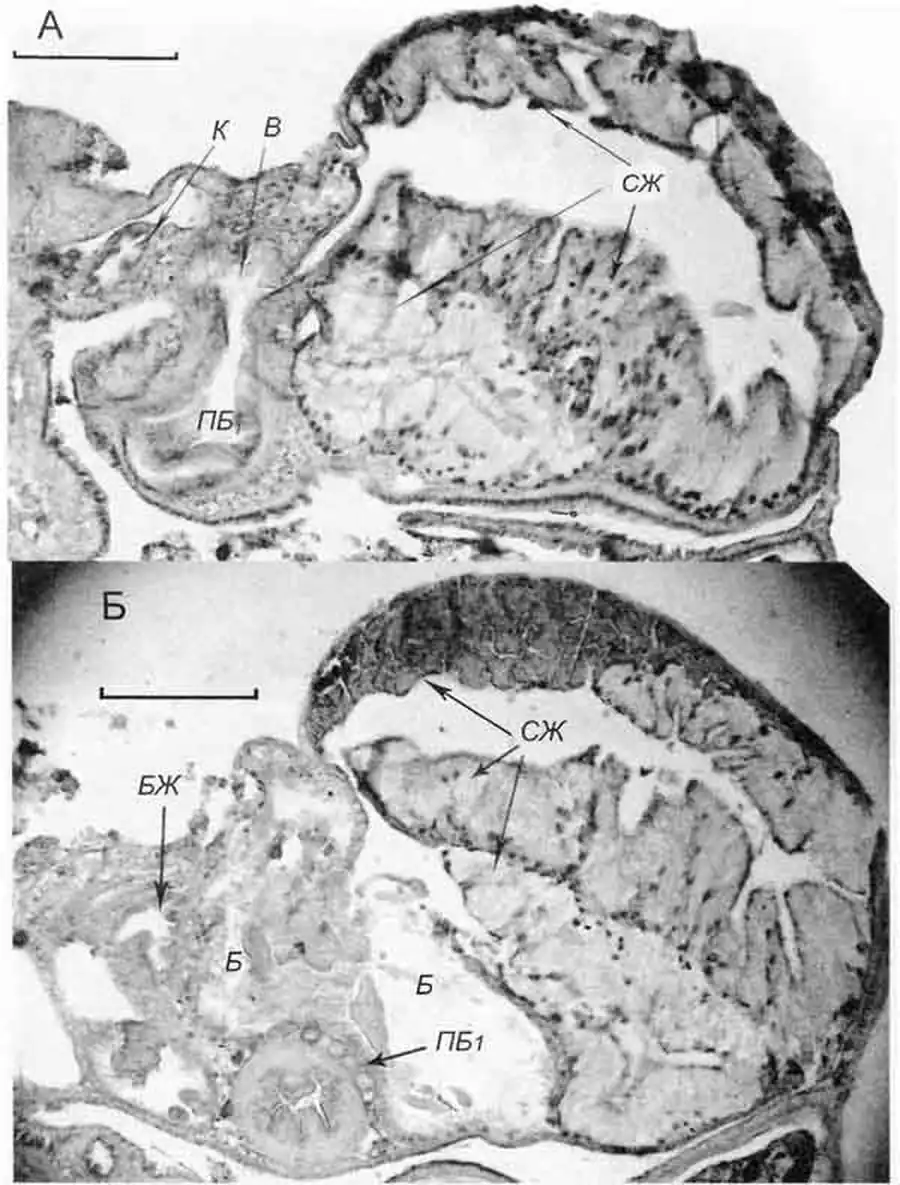 Cincinna macrostoma (Steenbuch) (D 6,1 мм; 26.07.2004): поперечные срезы через дистальный (А) и средний участки паллиальной части овидукта