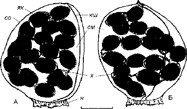Cincinna macrostoma (Steenbuch): А и Б - две синкапсулы