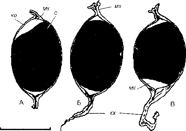 Cincinna macrostoma (Steenbuch): A-B - изолированные яйцевые капсулы