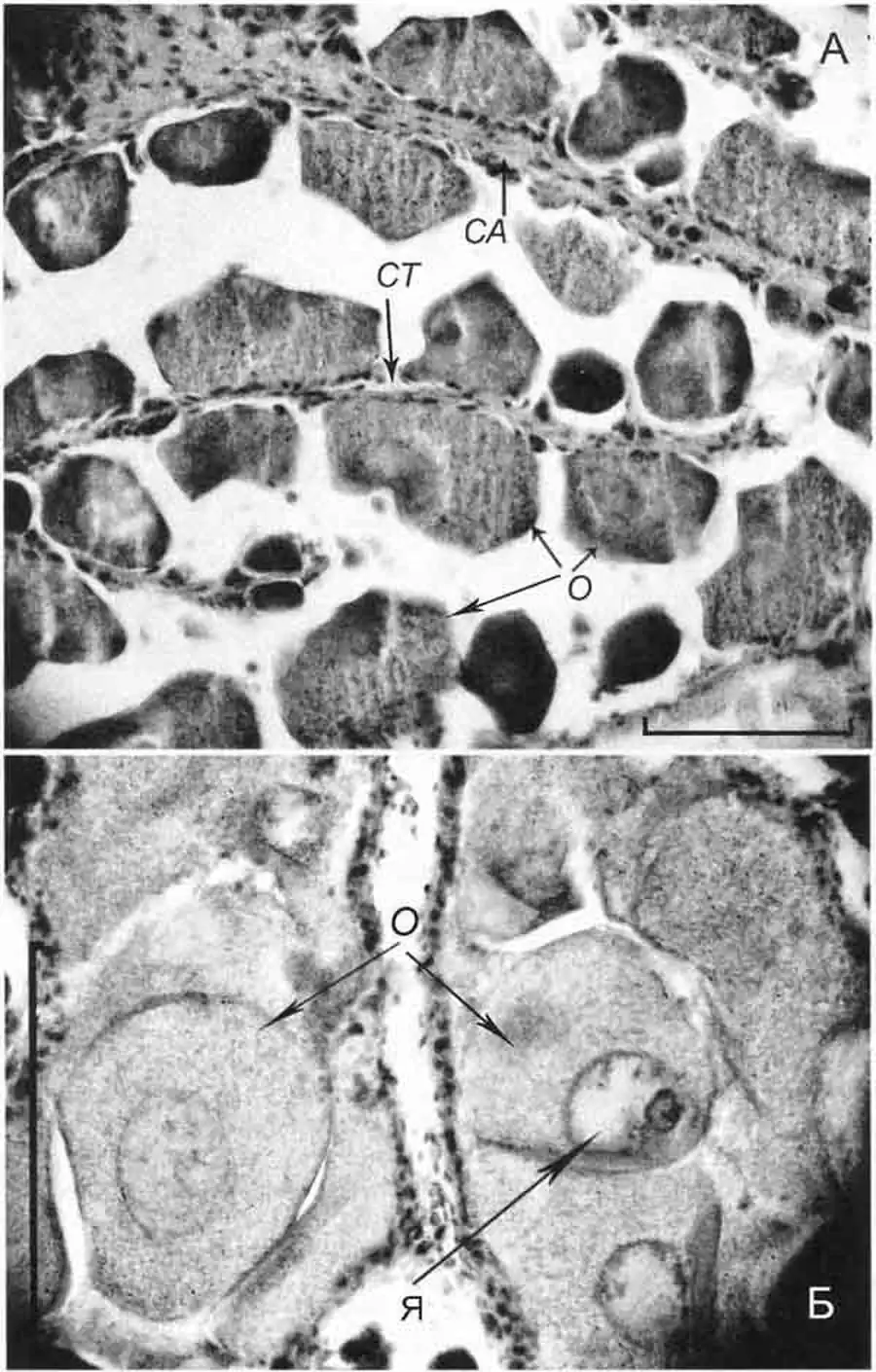 Lithoglyphus naticoides Lithoglyphus naticoides
