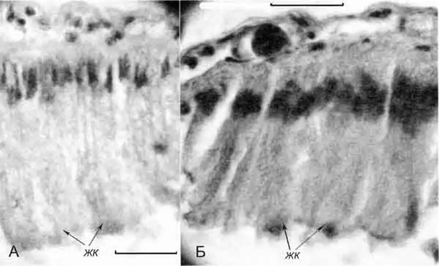 Lithoglyphus naticoides