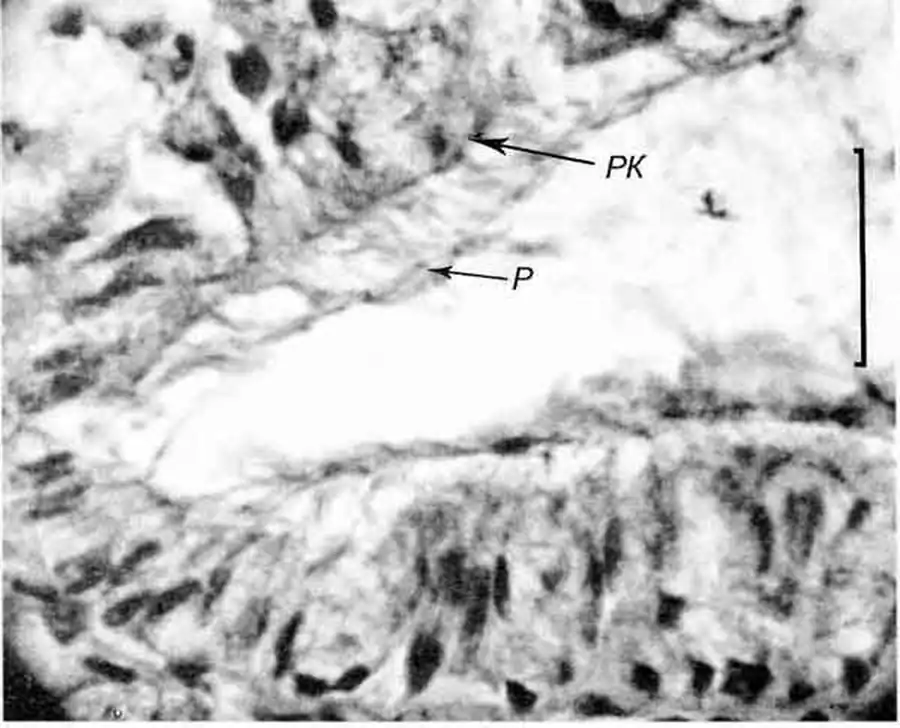 Lithoglyphus naticoides