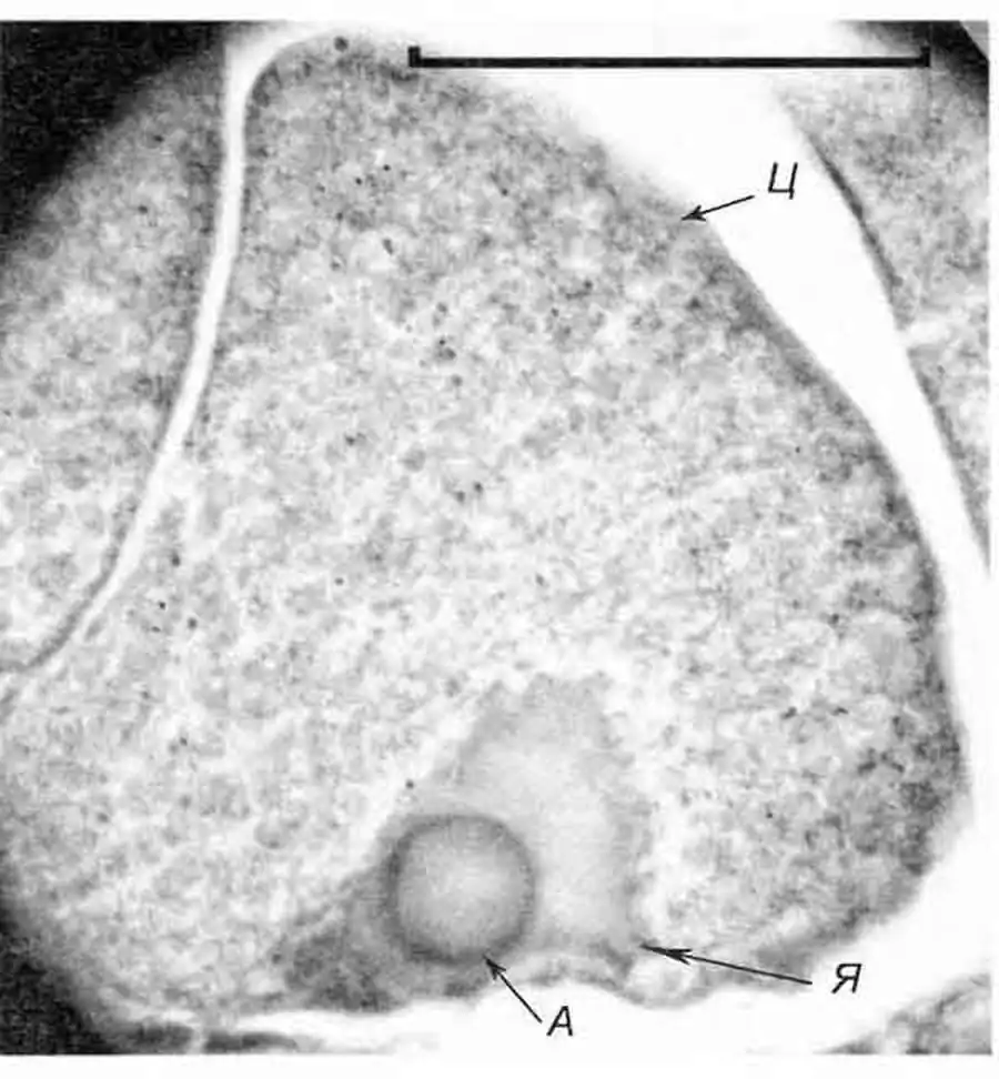 Bithynia tentaculata