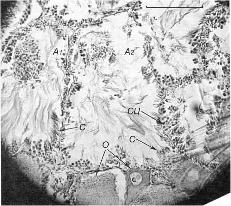Cincinna macrostoma (Steenbuch) (D 6,1 мм; 26.07.2004): фрагмент поперечного среза через гермафродитную железу