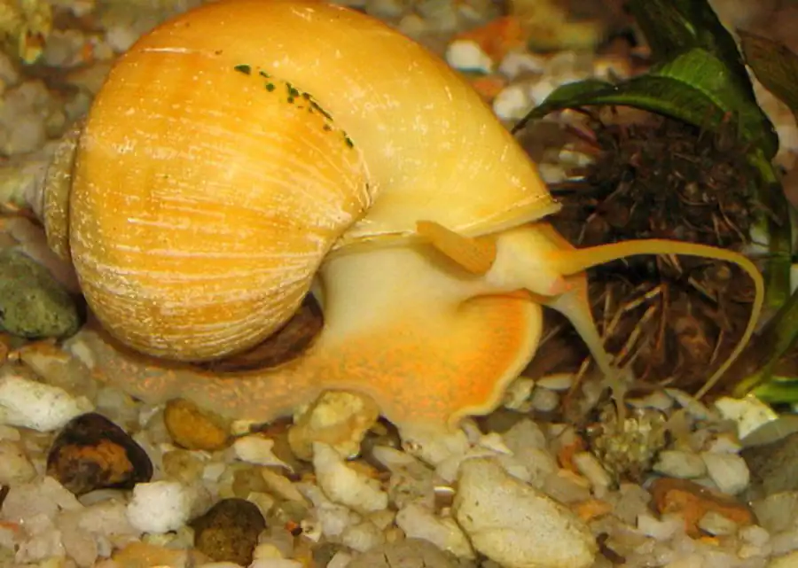 Яйцевые капсулы моллюсков семейства Valvatidae