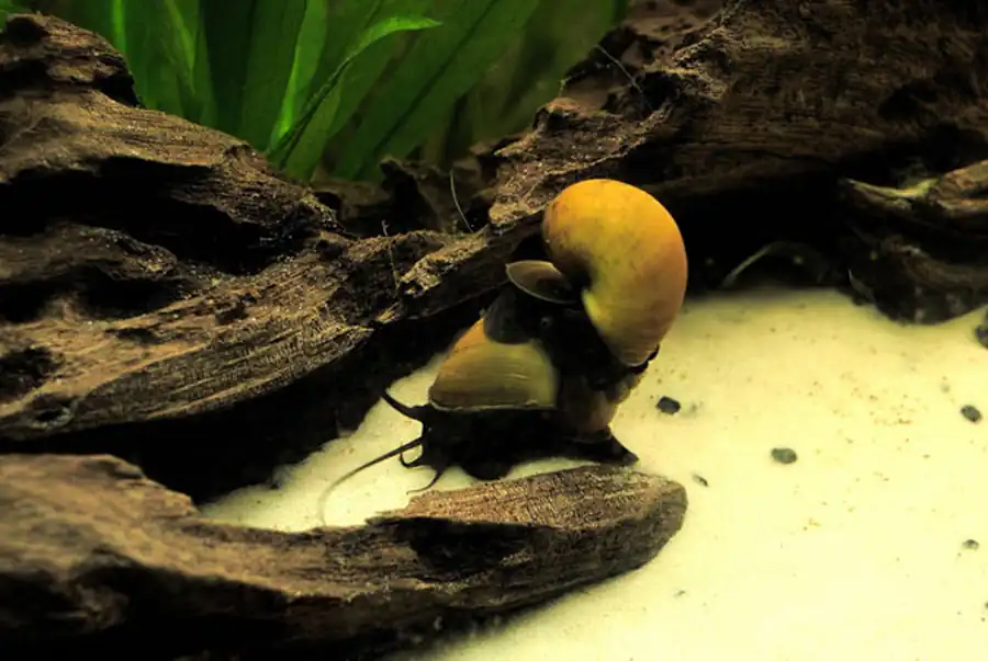 Капсульная оболочка яиц моллюсков семейства Valvatidae