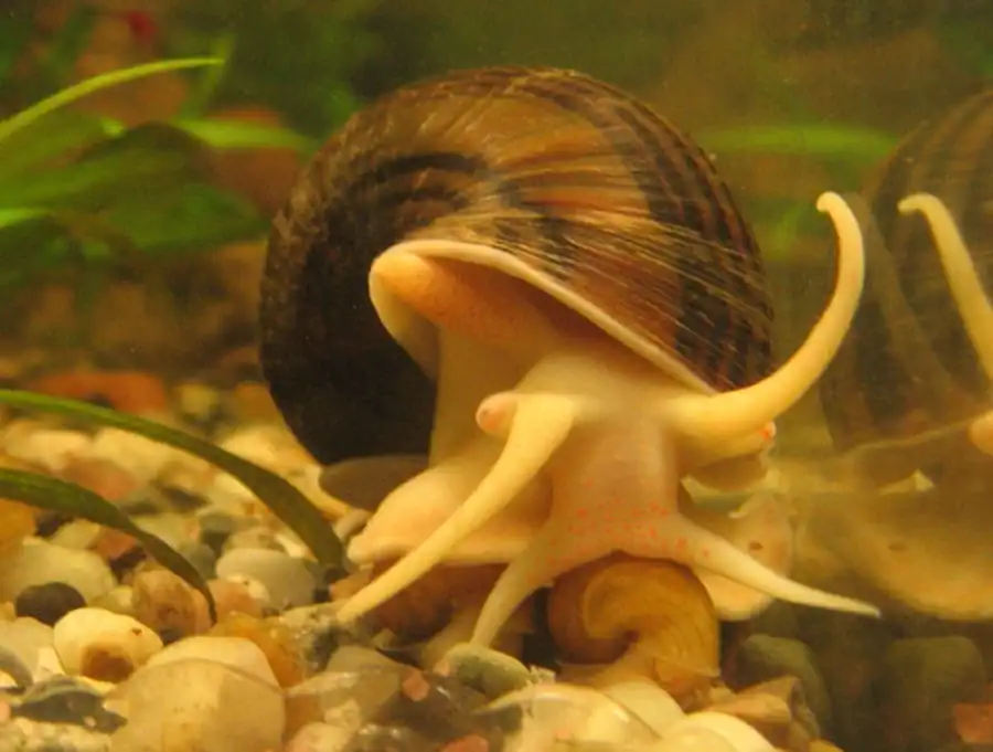 Определительная таблица кладок яиц семейства Lymnaeidae