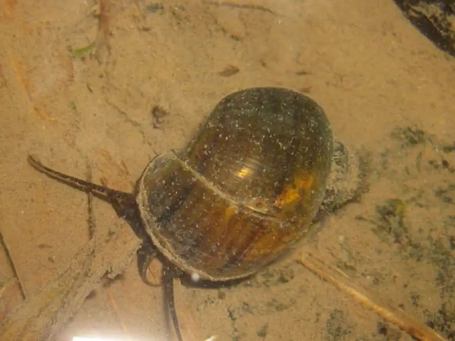 Определительная таблица кладок яиц семейства Planorbidae