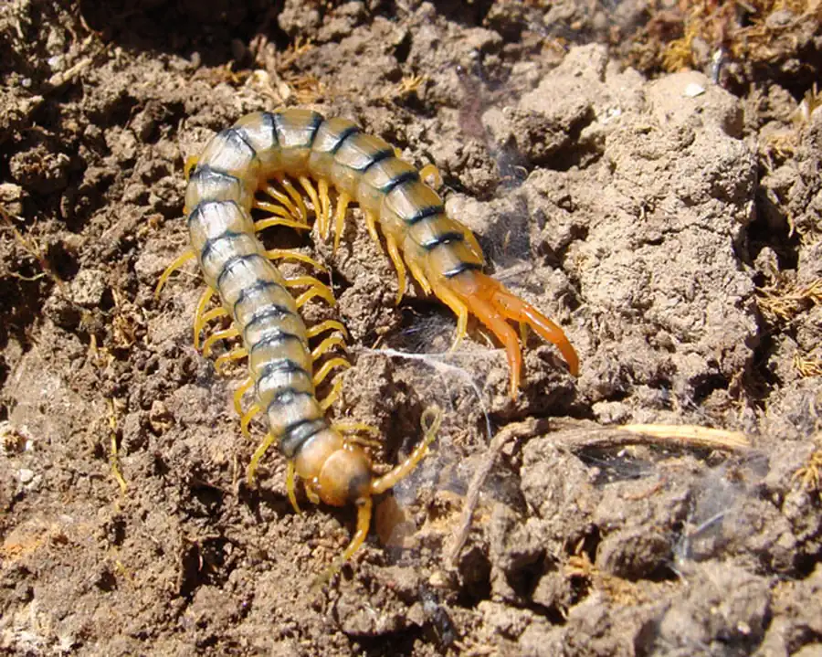 Мускулатура Scolopendra и Cryptops