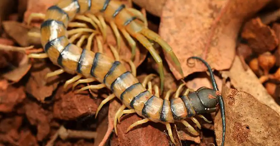 Системы продольных мышц Scolopendra cingulata