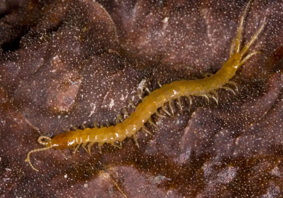 Престигмальная область Geophilomorpha