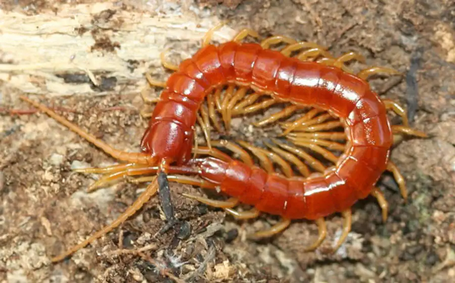 Склериты Scolopendromorpha