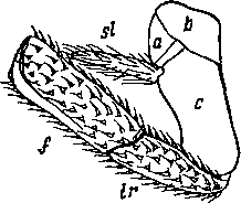 Основание заднегрудной ножки Petrobius maritimus (по Wood Mason)
